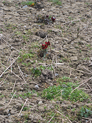pansy unmulched